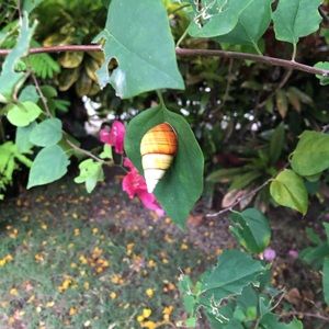 Meet your Posher, Alina